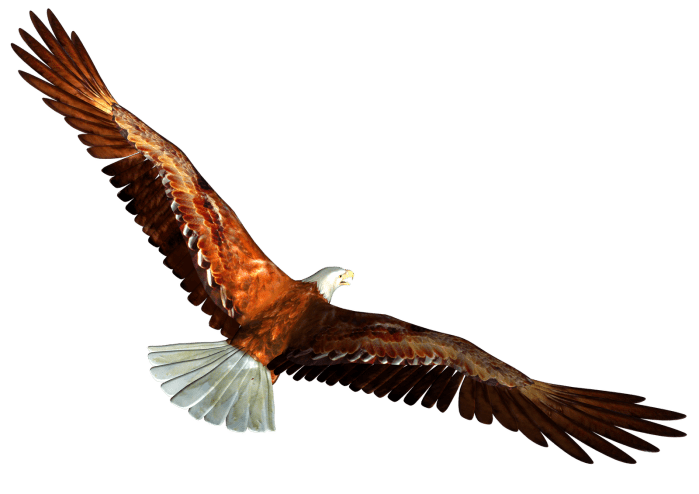 Eagle-3[1].png